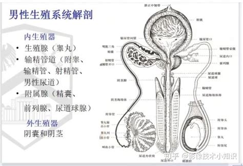 男人生殖|男性の生殖器系の構造